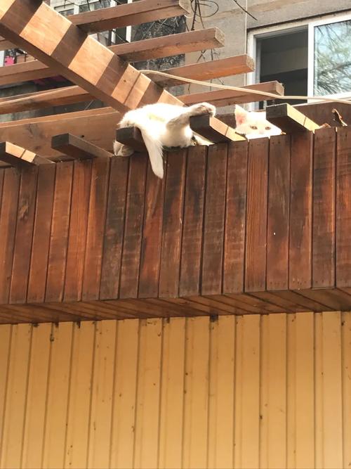 网红猫爷涨粉近70万,猫爷的全部作品